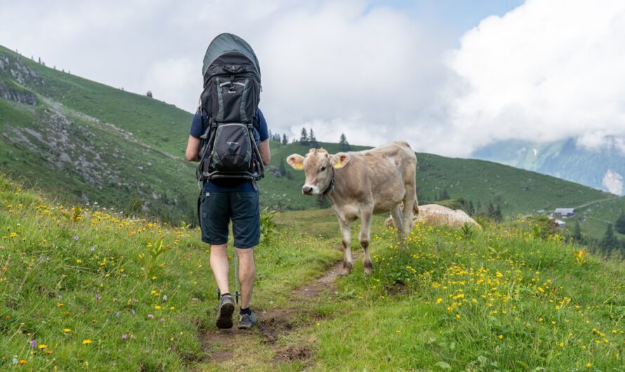 Quand une vache transforme un randonneur en acrobate de pylône : 2h de show en altitude !