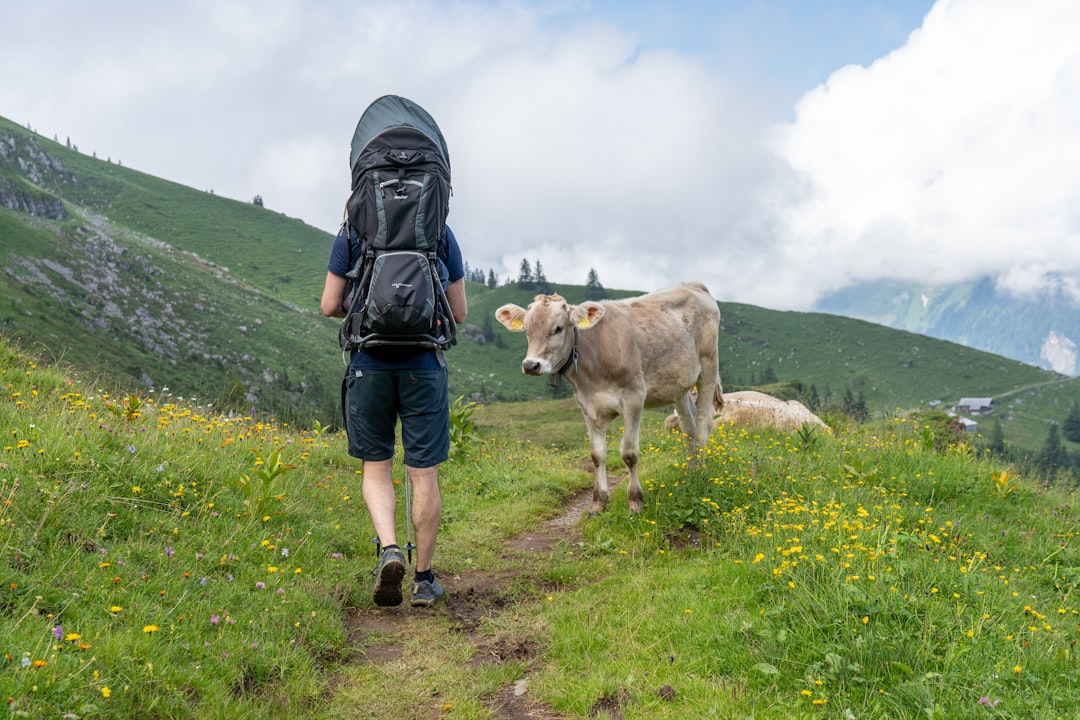 Quand une vache transforme un randonneur en acrobate de pylône : 2h de show en altitude !