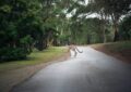 Sydney le wallaby fait le tour du Puy-de-Dôme : une évasion qui tourne au feuilleton !