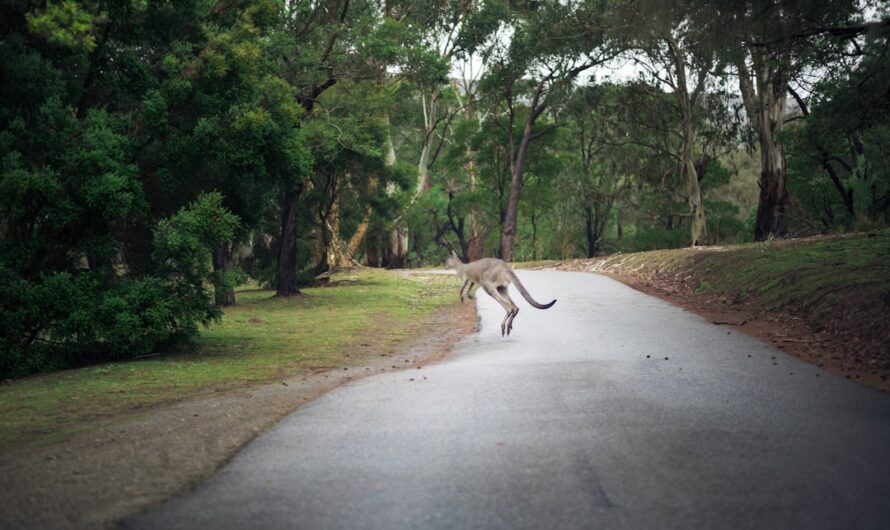 Sydney le wallaby fait le tour du Puy-de-Dôme : une évasion qui tourne au feuilleton !