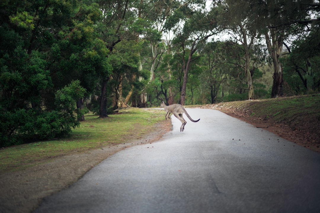 Sydney le wallaby fait le tour du Puy-de-Dôme : une évasion qui tourne au feuilleton !