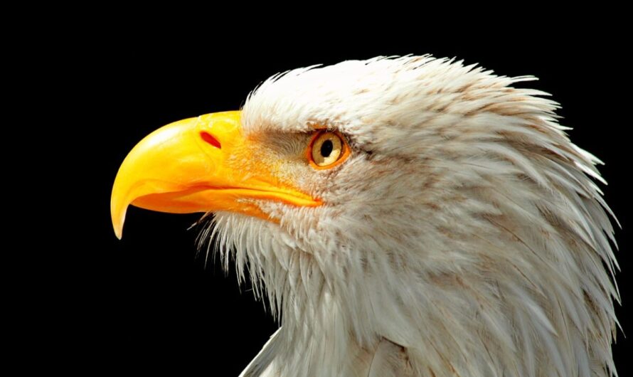 Un aigle vole une part de pizza et devient viral : quand la nature nous surprend !