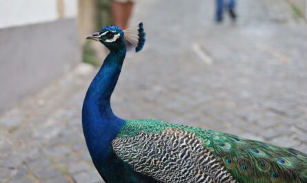 Un paon rebelle transforme Duppigheim en sa cour personnelle : "Non merci, je garde mes plumes !"