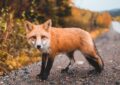 Un renard kleptomane fait sensation dans un parc américain : 32 paires de chaussures volées !