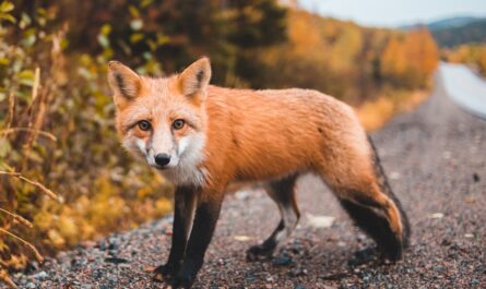 Un renard kleptomane fait sensation dans un parc américain : 32 paires de chaussures volées !