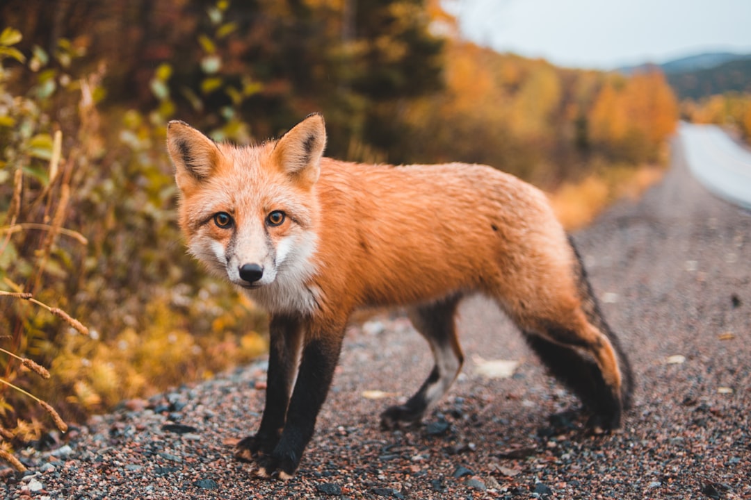 Un renard kleptomane fait sensation dans un parc américain : 32 paires de chaussures volées !