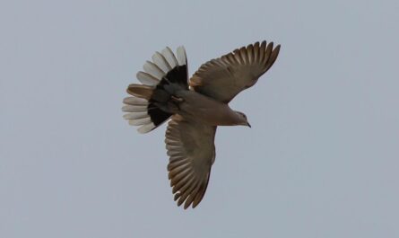 20 000 pigeons belges se volatilisent en France : la plus grosse catastrophe colombophile du siècle !