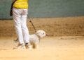 Promener son cochon sur la plage : entre rêve impossible et réalité légale cocasse