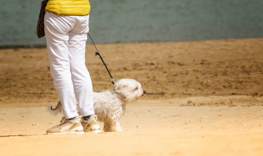 Promener son cochon sur la plage : entre rêve impossible et réalité légale cocasse