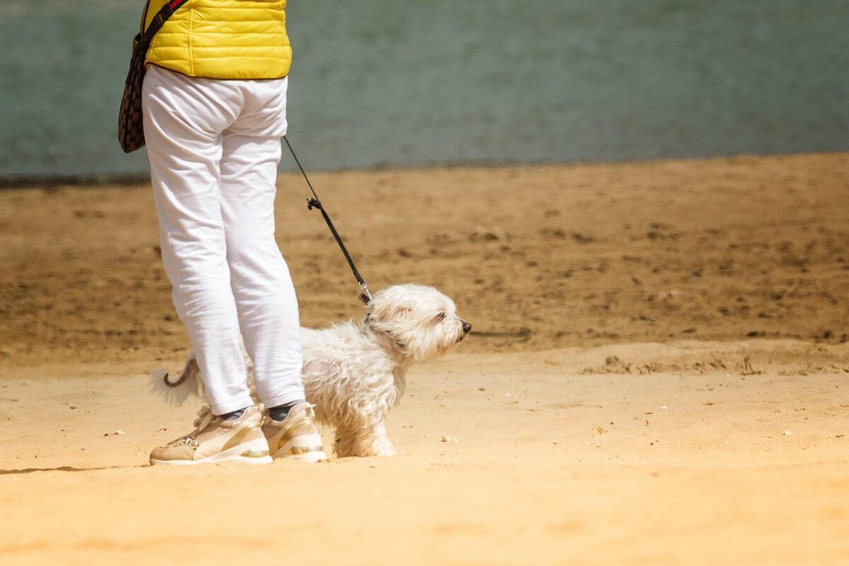 Promener son cochon sur la plage : entre rêve impossible et réalité légale cocasse