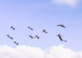 Quand 100 cigognes transforment le ciel savoyard en spectacle aérien !