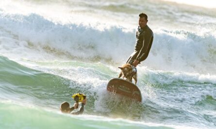 Quand les chiens déferlent sur les vagues : le championnat du monde de surf canin qui fait fureur en Californie !