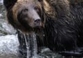 Quand un spitz nain de 3 kilos fait fuir un ours de 200 kilos : l'histoire héroïque de Scout qui défie toutes les lois de la nature !