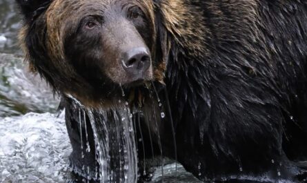 Quand un spitz nain de 3 kilos fait fuir un ours de 200 kilos : l'histoire héroïque de Scout qui défie toutes les lois de la nature !