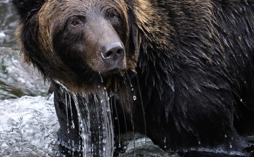Quand un spitz nain de 3 kilos fait fuir un ours de 200 kilos : l’histoire héroïque de Scout qui défie toutes les lois de la nature !