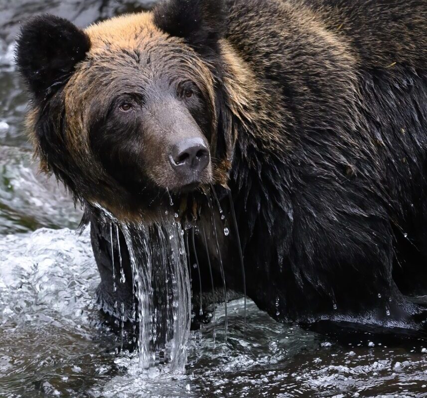Quand un spitz nain de 3 kilos fait fuir un ours de 200 kilos : l'histoire héroïque de Scout qui défie toutes les lois de la nature !