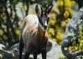 Un chamois s'installe au parc de la Tête d'Or : Lyon a son nouveau résident le plus mignon !