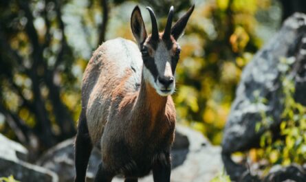 Un chamois s'installe au parc de la Tête d'Or : Lyon a son nouveau résident le plus mignon !
