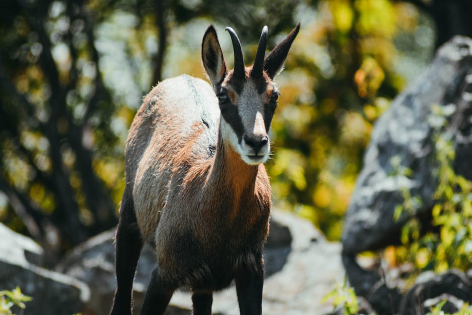 Un chamois s'installe au parc de la Tête d'Or : Lyon a son nouveau résident le plus mignon !