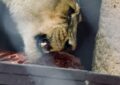 Un zoo danois demande vos animaux de compagnie pour nourrir ses fauves : "Rien ne se perd" ! 🦁