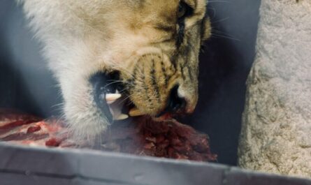Un zoo danois demande vos animaux de compagnie pour nourrir ses fauves : "Rien ne se perd" ! 🦁