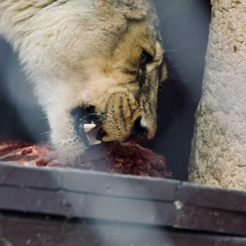 Un zoo danois demande vos animaux de compagnie pour nourrir ses fauves : "Rien ne se perd" ! 🦁