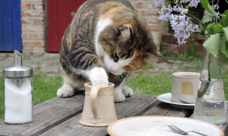 Ce chat toulousain était devenu le "cambrioleur" le plus mignon du quartier (et le plus embarrassant)