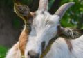 Chaussette et S'Occupe : les deux héroïnes à quatre pattes qui sauvent la biodiversité française !