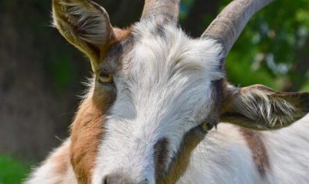 Chaussette et S'Occupe : les deux héroïnes à quatre pattes qui sauvent la biodiversité française !