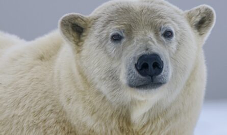 Fat Albert, l'ours polaire XXL qui fait sensation en Alaska : quand la nature nous offre son propre reality show !