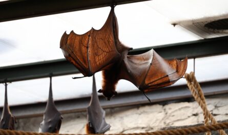 Quand 80 chauves-souris débarquent chez vous : l'invasion la plus mignonne de l'année !