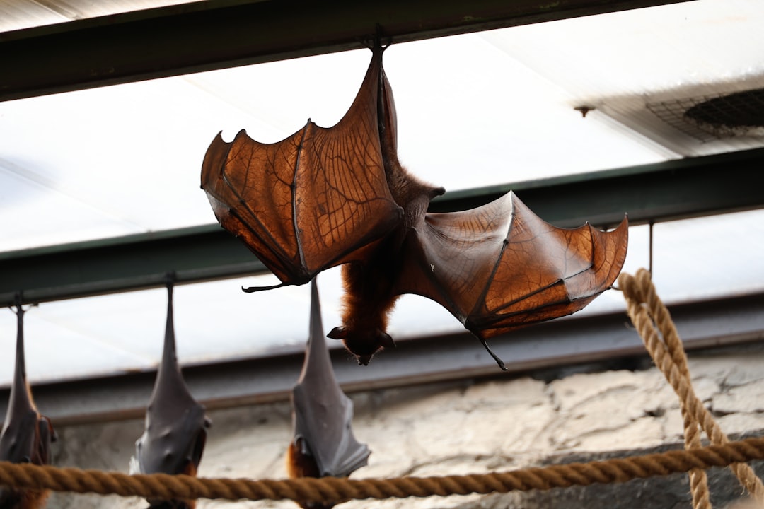 Quand 80 chauves-souris débarquent chez vous : l'invasion la plus mignonne de l'année !