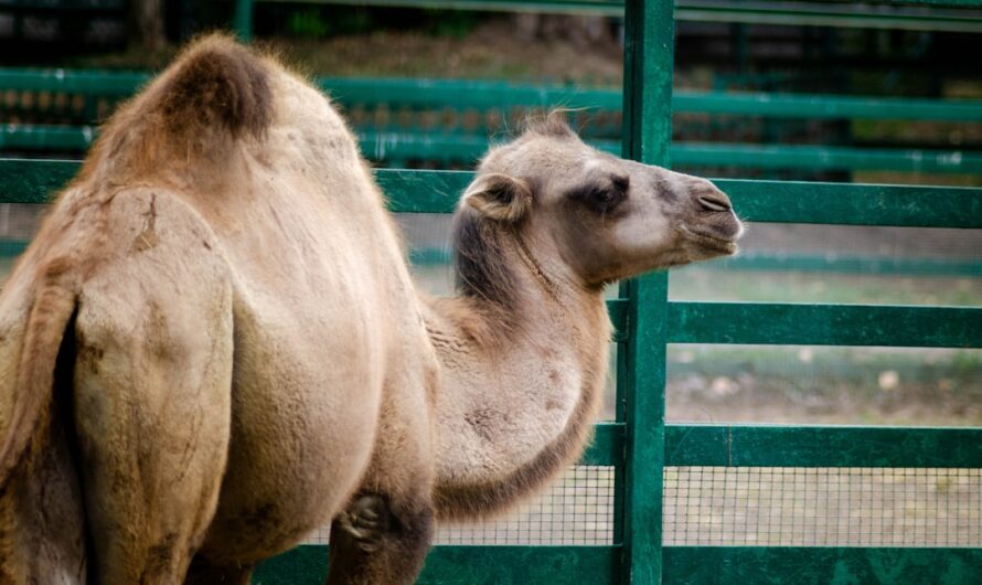 Un infirmier de l’Ain adopte deux chameaux et fait sensation sur l’autoroute !