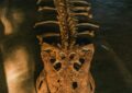 Ce mini-crocodile de 95 millions d'années va vous faire oublier tout ce que vous saviez sur ces reptiles !