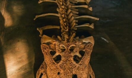 Ce mini-crocodile de 95 millions d'années va vous faire oublier tout ce que vous saviez sur ces reptiles !