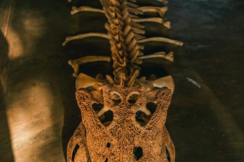 Ce mini-crocodile de 95 millions d’années va vous faire oublier tout ce que vous saviez sur ces reptiles !
