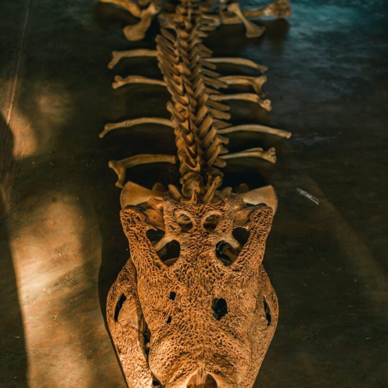 Ce mini-crocodile de 95 millions d'années va vous faire oublier tout ce que vous saviez sur ces reptiles !