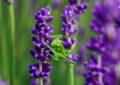 Un criquet violet découvert en Savoie : quand la nature nous fait des blagues colorées !