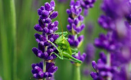 Un criquet violet découvert en Savoie : quand la nature nous fait des blagues colorées !