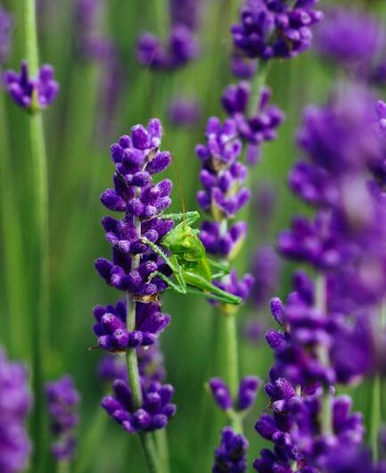 Un criquet violet découvert en Savoie : quand la nature nous fait des blagues colorées !