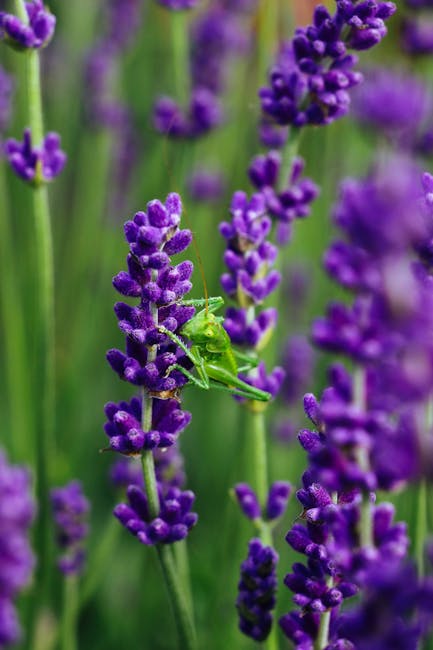 Un criquet violet découvert en Savoie : quand la nature nous fait des blagues colorées !