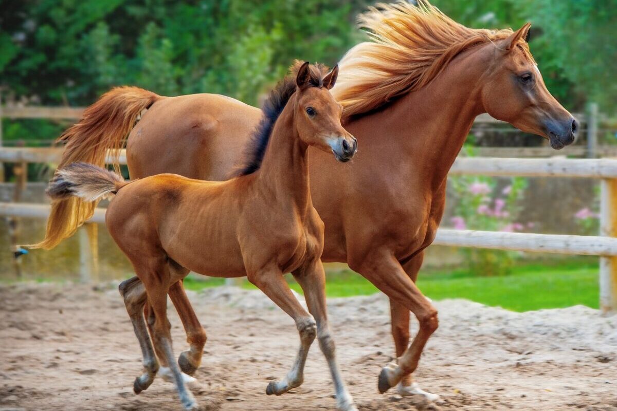 Un pape cavalier reçoit un pur-sang arabe : quand le Vatican se transforme en haras !
