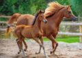 Un pape cavalier reçoit un pur-sang arabe : quand le Vatican se transforme en haras !