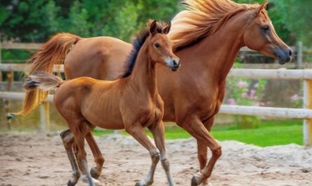 Un pape cavalier reçoit un pur-sang arabe : quand le Vatican se transforme en haras !