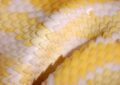 Un serpent albinos sème la panique à Hendaye : quand les NAC s'évadent au Pays Basque !