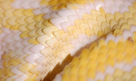 Un serpent albinos sème la panique à Hendaye : quand les NAC s'évadent au Pays Basque !