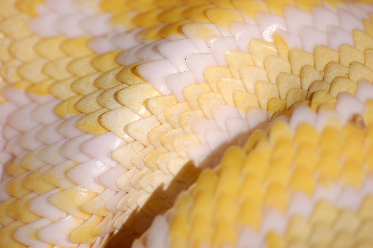 Un serpent albinos sème la panique à Hendaye : quand les NAC s'évadent au Pays Basque !