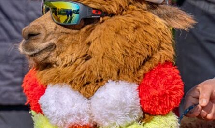 Ces photos d'animaux vont vous faire exploser de rire : les finalistes 2025 du Comedy Wildlife Awards dévoilés !