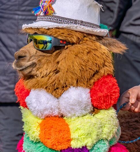 Ces photos d’animaux vont vous faire exploser de rire : les finalistes 2025 du Comedy Wildlife Awards dévoilés !