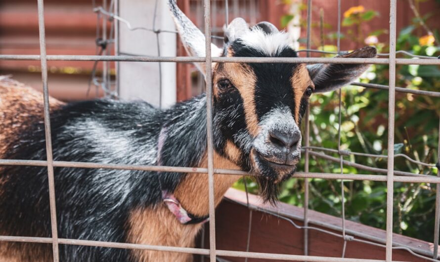 Quand la police d’Albi joue les bergers : un bouc en cavale sème la pagaille en centre-ville !